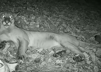 Cámaras del Ministerio de Medio Ambiente captan a una pareja de pumas