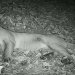 Cámaras del Ministerio de Medio Ambiente captan a una pareja de pumas