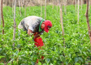 Gobierno de El Salvador beneficia a más de 10,000 familias con programa «Sembrando Vida»