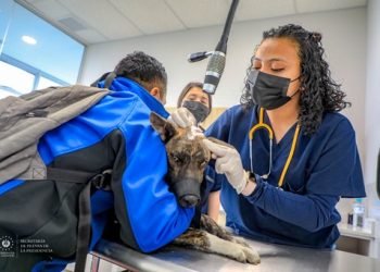 Gobierno de El Salvador mantiene servicio especializado de salud para animales a través del Hospital Chivo Pets