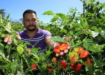 Salvadoreños incursionan en negocio picante