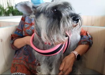 Mimi, la perrita tiktoker llegó al Hospital Nacional Chivo Pets para ser curada