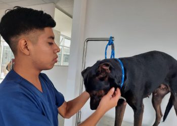 «Lulu» fue rescatada y recibió tratamiento en el Hospital Chivo Pets