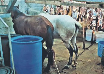 Descubren en Cuscatlán rastro clandestino de caballos