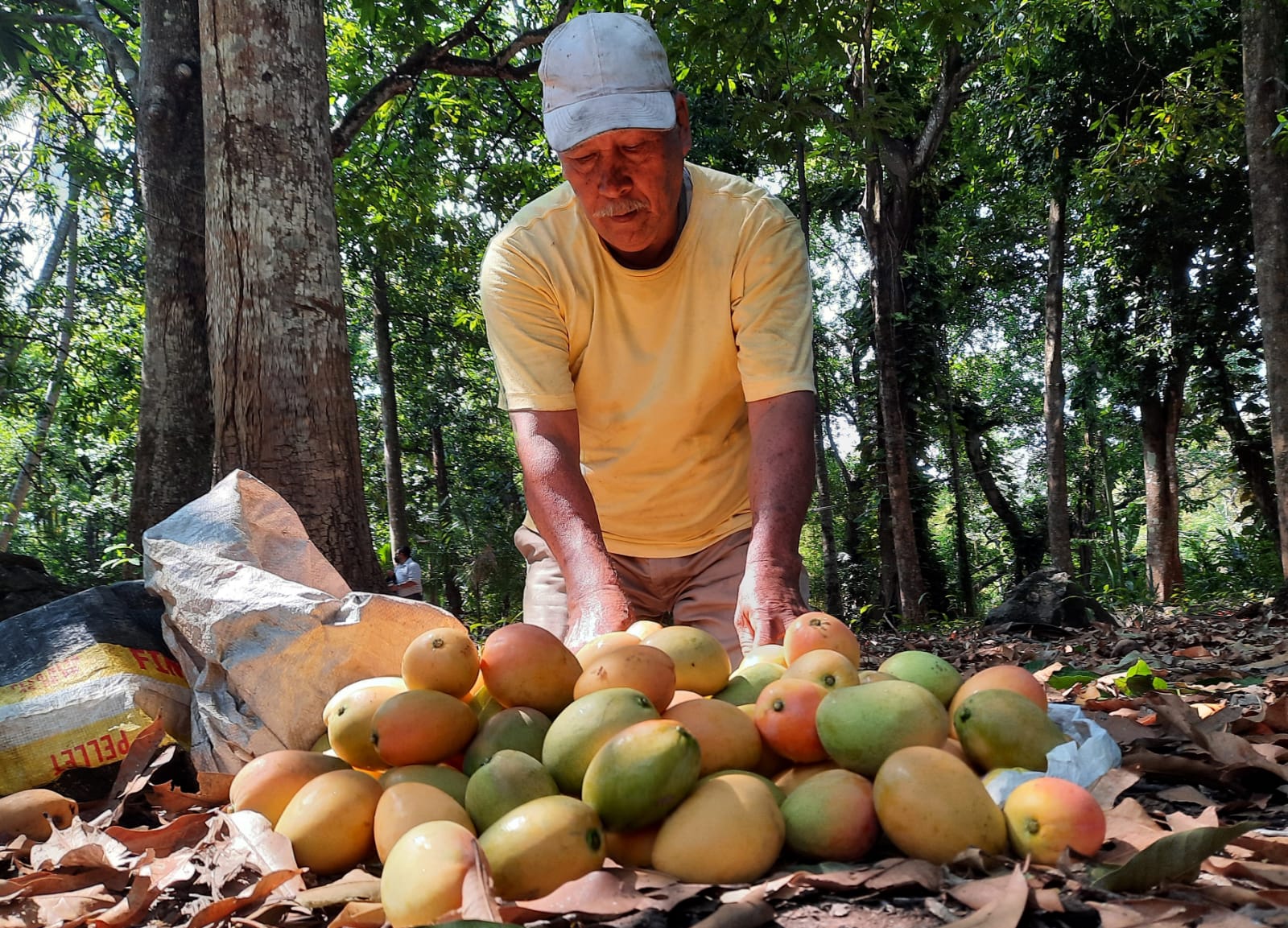 Se preparan para la Expo Mango 2022 en Zacatecoluca Diario El Salvador