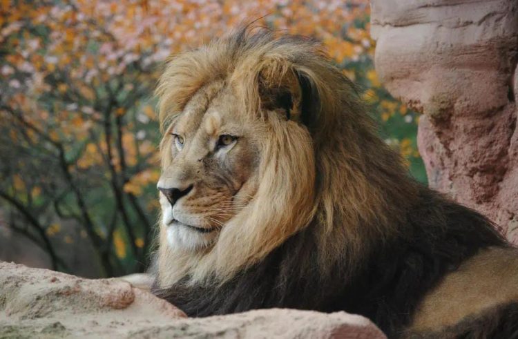 Foto  / Instagram: Why_ya_lion