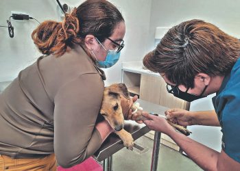 Hospital Chivo Pets garantiza atención para las mascotas rescatadas