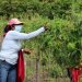 El Ministerio de Agricultura promueve la exportación de loroco de pequeños productores