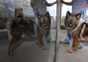 Gobierno de El Salvador mantiene servicio especializado de salud para animales a través del Hospital Chivo Pets
