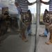 Gobierno de El Salvador mantiene servicio especializado de salud para animales a través del Hospital Chivo Pets