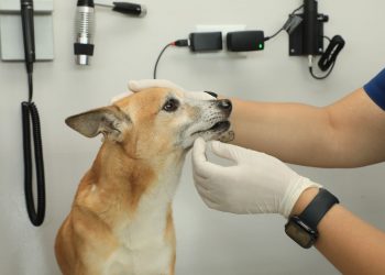 Hospital Nacional Chivo Pets beneficia a la economía de los salvadoreños