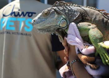 FOTOS: Hospital Nacional Chivo Pets cumple una semana atendiendo a mascotas de compañía de diferentes razas y especies