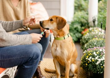 En Estados Unidos está de moda hacer pruebas de ADN a los perros