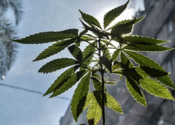 Detienen a novia en Florida por mezclar marihuana con la comida en su banquete de boda