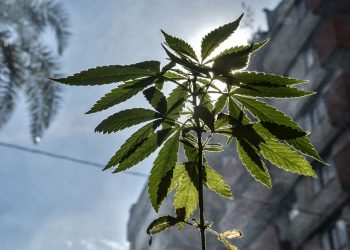 Detienen a novia en Florida por mezclar marihuana con la comida en su banquete de boda