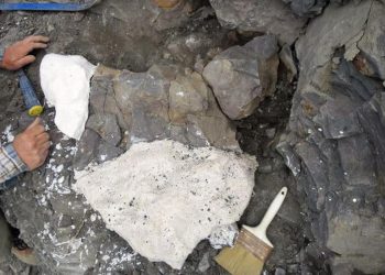 Hallan en sur de China fósil de reptil marino de hace 250 millones de años