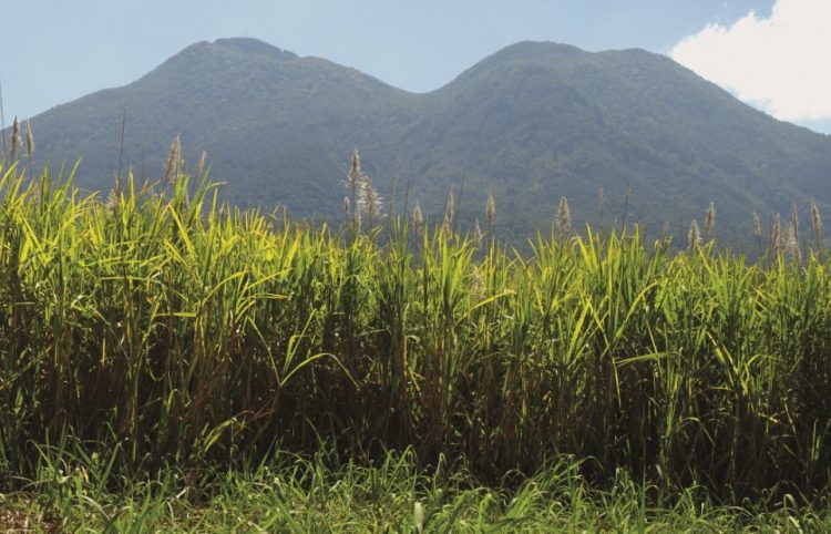 Productores de caña de 53 municipios del país tendrán acceso a esta herramienta./Foto: Diario El Salvador.