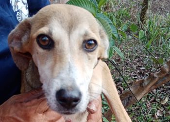 Bomberos rescata a perrito que cayó en un pozo de 12 metros en Sonsonate