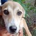 Bomberos rescata a perrito que cayó en un pozo de 12 metros en Sonsonate
