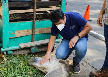 Ministerio de Agricultura asiste a caballo en estado de gravedad gracias a denuncias en redes sociales