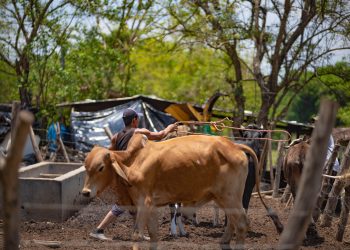 Sector ganadero mejora productividad con el apoyo de Rural Adelante