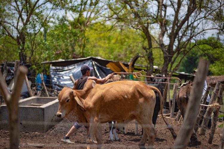 El Gobierno busca incrementar los ingresos de familias rurales en condición de pobreza y vulnerabilidad. Foto / Diario El Salvador.
