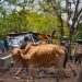 Sector ganadero mejora productividad con el apoyo de Rural Adelante