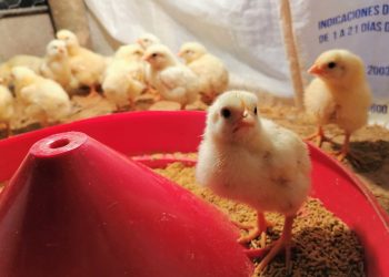 Gobierno capacita a productores para elaborar concentrado artesanal