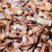 El MAG anuncia veda de camarón marino para preservar la especie