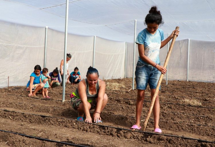 Prácticas
sustentables
Con el apoyo
a mujeres
agricultoras, se
promueven buenas
prácticas del cultivo
de hortalizas.