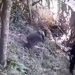 Capturan a pandillero que intentó escapar subiéndose a un árbol en Ilopango