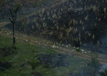 Diez campos de fútbol de bosque tropical primario destruidos cada minuto en 2021