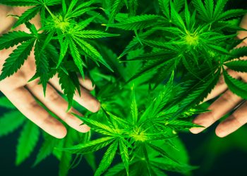 En EE. UU. es cada vez más normal usar marihuana, pero su legalidad es confusa