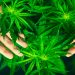 En EE. UU. es cada vez más normal usar marihuana, pero su legalidad es confusa