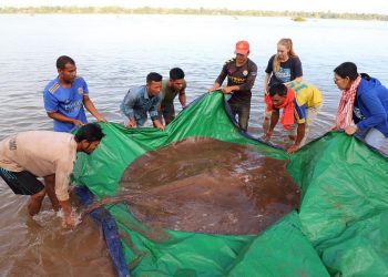 Raya de 4 metros de largo y 180 kilos capturada en Camboya