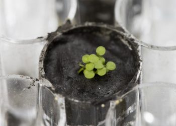 Científicos consiguen cultivar plantas en la tierra con suelo lunar