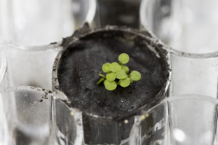 This University of Florida, Institute of Food and Agricultural Sciences (UF/IFAS) handout photo shows several Arabidopsis plants sprouting from lunar soil at a laboratory at the University of Florida in Gainesville on May 5, 2021. - A tiny pot of soil, but a big step for space agriculture: scientists have, for the first time, grown plants in a few grams of lunar soil, brought back decades ago by the Apollo astronauts. (Photo by Tyler JONES / UF/IFAS Communications / AFP) / RESTRICTED TO EDITORIAL USE - MANDATORY CREDIT "AFP PHOTO / UF/IFAS  " - NO MARKETING - NO ADVERTISING CAMPAIGNS - DISTRIBUTED AS A SERVICE TO CLIENTS