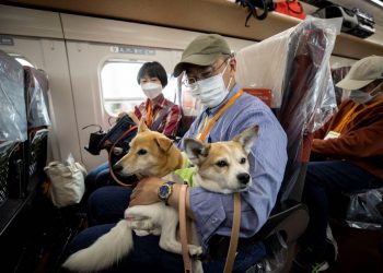 Perros viajan excepcionalmente sentados en un vagón del tren bala en Japón