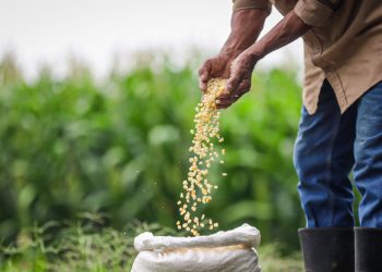 Ministerio de Agricultura iniciará entrega de paquetes agrícolas el próximo lunes en Sonsonate