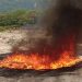 Autoridades destruyen droga decomisada valuada en más de $8 millones