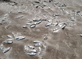 Pescadores reportan peces muertos en La Unión 