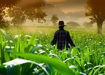 El IICA cooperará con Egipto en camino hacia la COP27