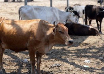 Ganaderos registran reducción de hurto y destace ilegal de ganado