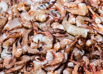 Estas son las especies de camarón de mar prohibidas durante la veda en El Salvador