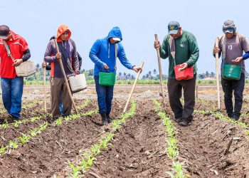 Paquetes agrícolas se entregarán a partir de la segunda semana de mayo