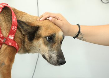 Asamblea seguirá fortaleciendo la ley de bienestar animal