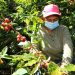 Avispas liberarán el cafeto salvadoreño de la broca
