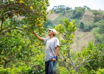 Salvadoreño que vivía en Estados Unidos le apuesta al cultivo de cítricos en el país