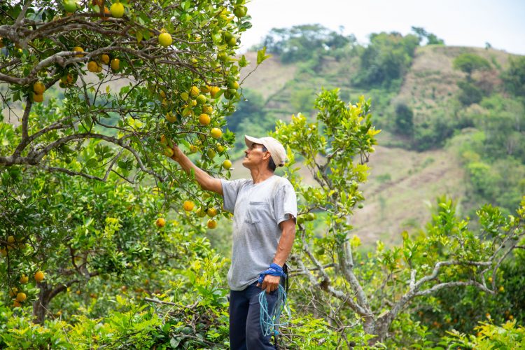 Los productores sembrarán 90,000 árboles de naranjas para repoblar los terrenos, y generarán 65 empleos directos. Foto / Diario El Salvador.