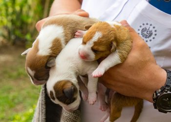 Hoy entra en vigor la ley que protege a los animales de compañía y silvestres
